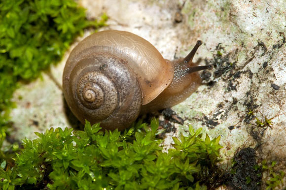 Bradybaena similaris