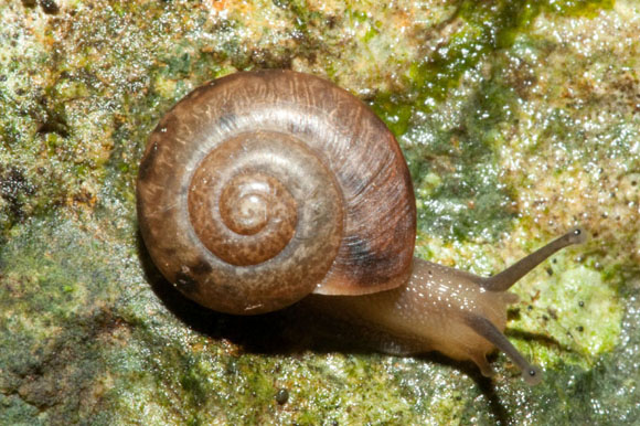 Bradybaena similaris