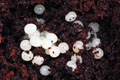 Epiphragmorpha rhathymus Argentina