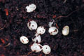 Epiphragmorpha rhathymus Argentina