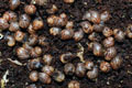 Achatina achatina Ghana typ 1 X typ 2