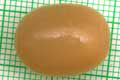 Acavus haemastoma haemastoma Mirrisa, Sri Lanka
