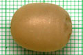 Acavus haemastoma haemastoma Mirrisa, Sri Lanka