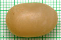 Acavus haemastoma haemastoma Mirrisa, Sri Lanka