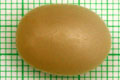 Acavus haemastoma haemastoma Mirrisa, Sri Lanka
