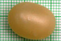 Acavus haemastoma haemastoma Mirrisa, Sri Lanka