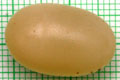 Acavus haemastoma melanotragus Induruwa, Sri Lanka