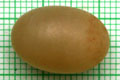Acavus haemastoma haemastoma Mirrisa, Sri Lanka