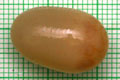 Acavus haemastoma melanotragus Induruwa, Sri Lanka