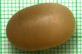 Acavus haemastoma melanotragus Induruwa, Sri Lanka
