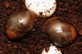 Archachatina degneri Ghana F1