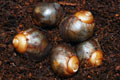 Archachatina degneri Ghana F1