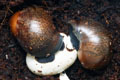 Archachatina degneri Ghana F1