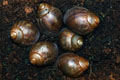 Archachatina degneri Ghana F1