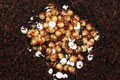 Lissachatina reticulata albino body