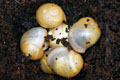 Archachatina marginata candefacta Cameroon