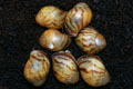 Archachatina marginata candefacta Cameroon
