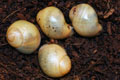 Archachatina marginata candefacta Cameroon