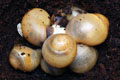 Archachatina marginata candefacta Cameroon