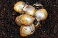 Archachatina marginata candefacta Cameroon