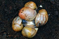 Archachatina marginata candefacta Cameroon