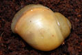 Archachatina marginata candefacta Cameroon