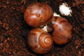Archachatina marginata cf. suturalis Nigeria typ 1 F1