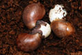 Archachatina marginata cf. suturalis Nigeria typ 1 F1