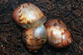 Archachatina marginata cf. suturalis Nigeria typ 1 F1