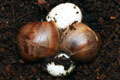 Archachatina marginata cf. suturalis Nigeria typ 1 F1