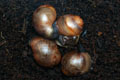 Archachatina marginata cf. suturalis Nigeria typ 1 F1