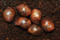 Archachatina marginata cf. suturalis Nigeria typ 1 F1