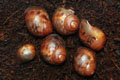 Archachatina marginata cf. suturalis Nigeria typ 1 F1