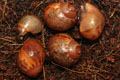 Archachatina marginata cf. suturalis Nigeria typ 1 F1