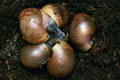 Archachatina marginata cf. suturalis Nigeria typ 1 F1