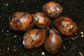 Archachatina marginata cf. suturalis Nigeria typ 1 F1