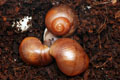 Archachatina marginata cf. suturalis Nigeria typ 2 F1