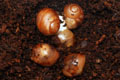 Archachatina marginata cf. suturalis Nigeria typ 2 F1