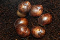 Archachatina marginata cf. suturalis Nigeria typ 2 F1