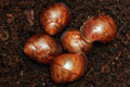 Archachatina marginata cf. suturalis Nigeria typ 2 F1