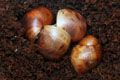 Archachatina marginata cf. suturalis Nigeria typ 2 F1