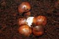 Archachatina marginata cf. suturalis Nigeria typ 2 F1