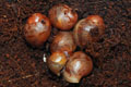 Archachatina marginata cf. suturalis Nigeria typ 2 F1