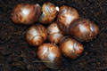 Archachatina marginata cf. suturalis Nigeria typ 2 F1