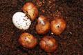 Archachatina marginata cf. suturalis Nigeria typ 2 F1