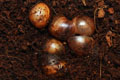Archachatina marginata cf. suturalis Nigeria typ 3 