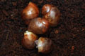 Archachatina marginata cf. suturalis Nigeria typ 3 