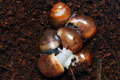Archachatina marginata cf. suturalis Nigeria typ 3 