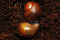 Archachatina marginata cf. suturalis Nigeria typ 3 