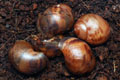 Archachatina marginata ovum Nigeria dark body F1